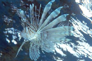 Lion Fish against the surface early morning. Red Sea. F90... by Robin Orrow 